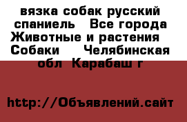 вязка собак русский спаниель - Все города Животные и растения » Собаки   . Челябинская обл.,Карабаш г.